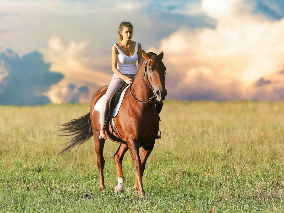 Une jeune femme sur un cheval brun foncé dans un champ.