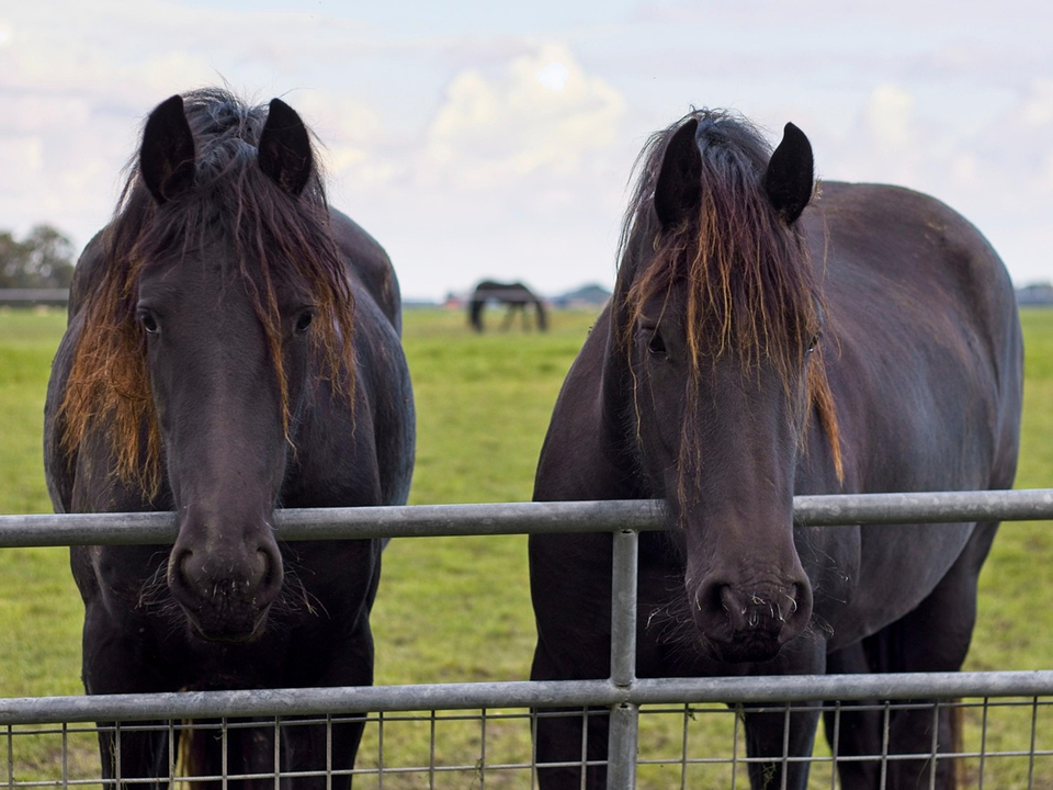 Deux chevaux noirs qui attirent l'attention des humains