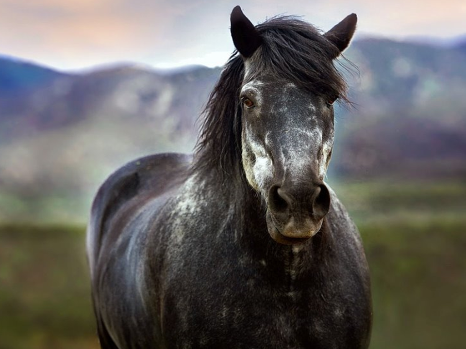 Un cheval gris foncé qui regarde au loin