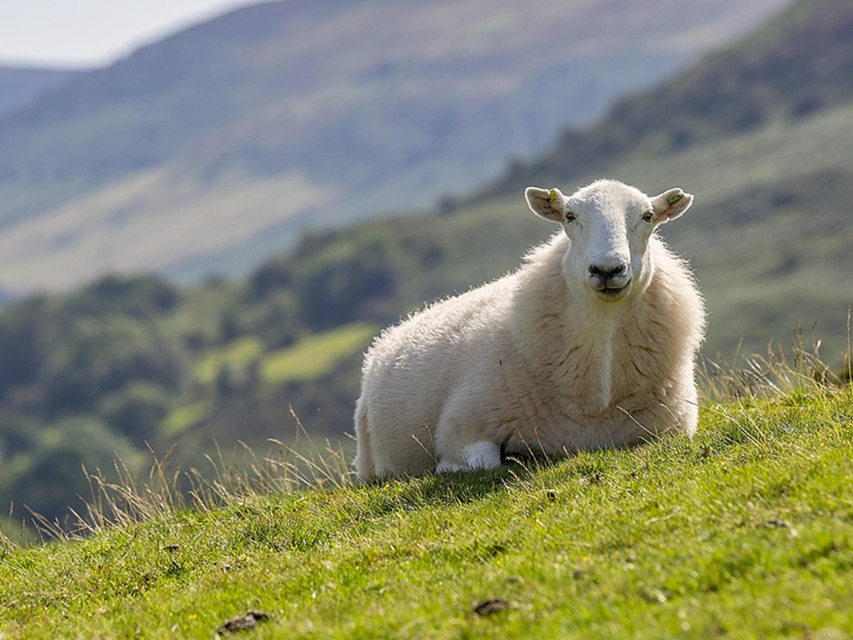 Mouton blanc dans une colline