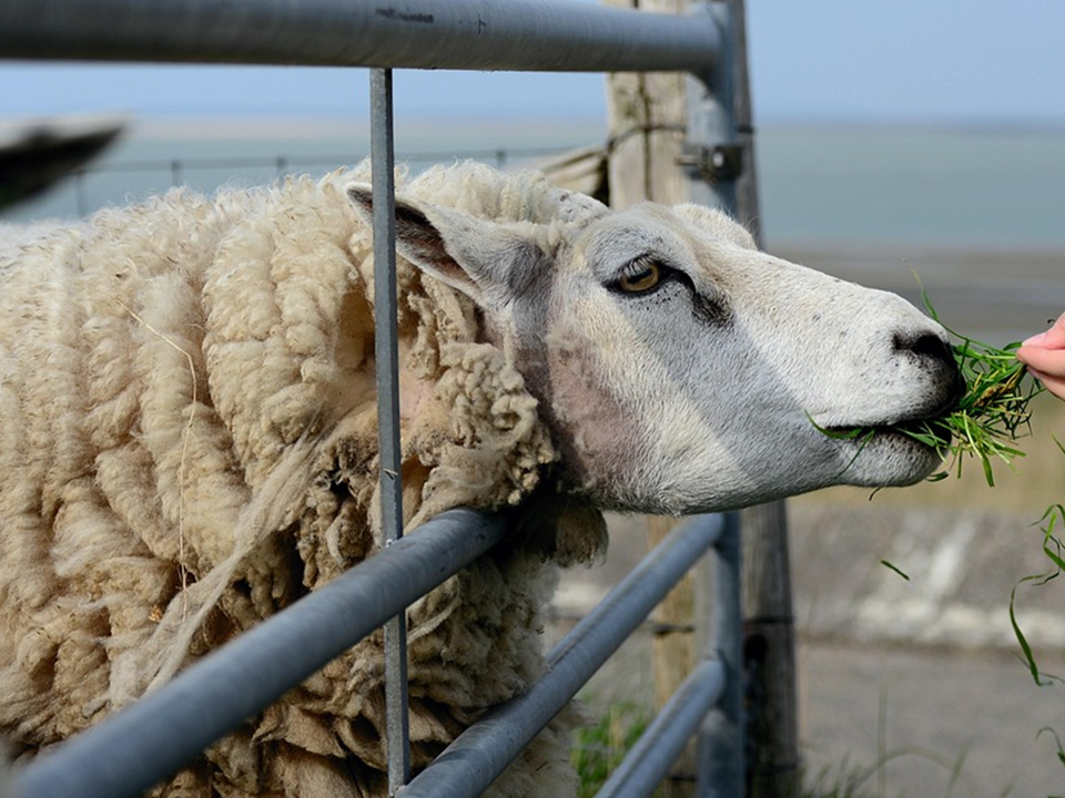 Mouton blanc qui essaie de manger
