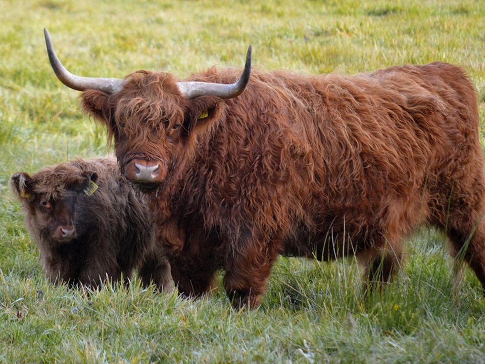 Une maman vache Highland avec son bébé
